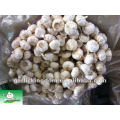 China Pure White Garlic BV Inspection